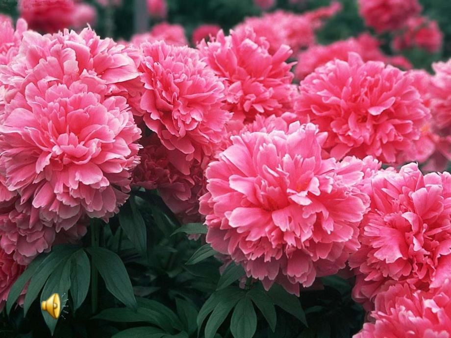 小小园艺师美术课件.ppt_第1页