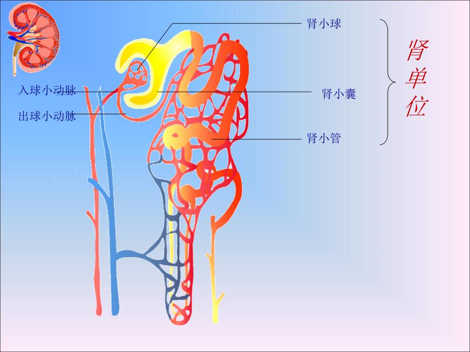 尿液形成的过程小课件.ppt_第2页