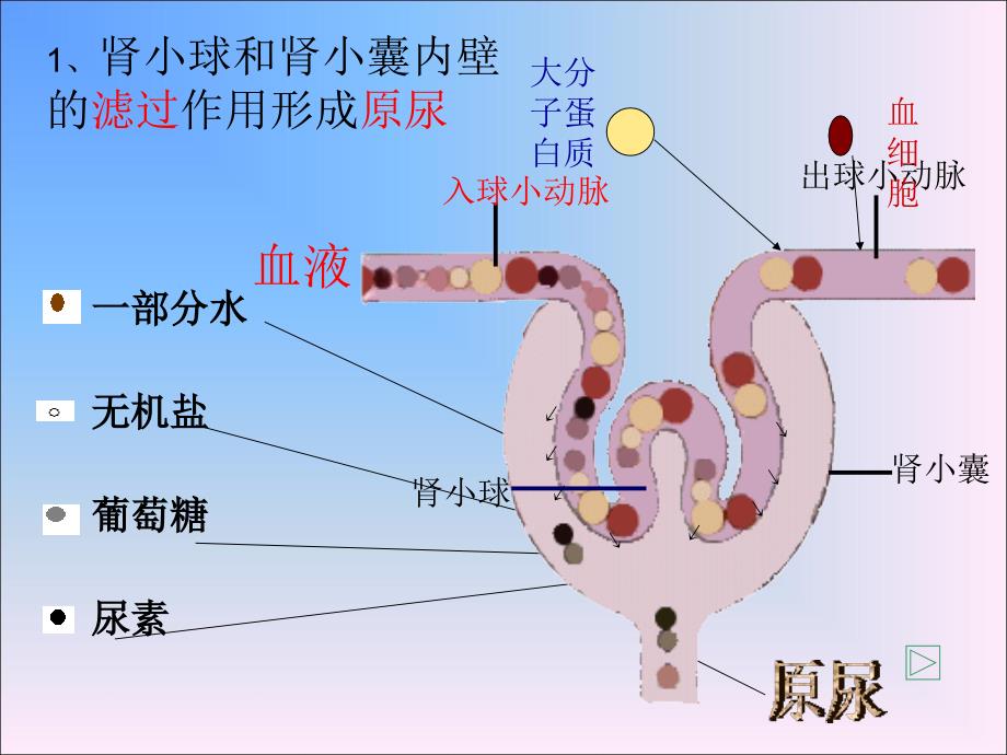 尿液形成的过程小课件.ppt_第3页