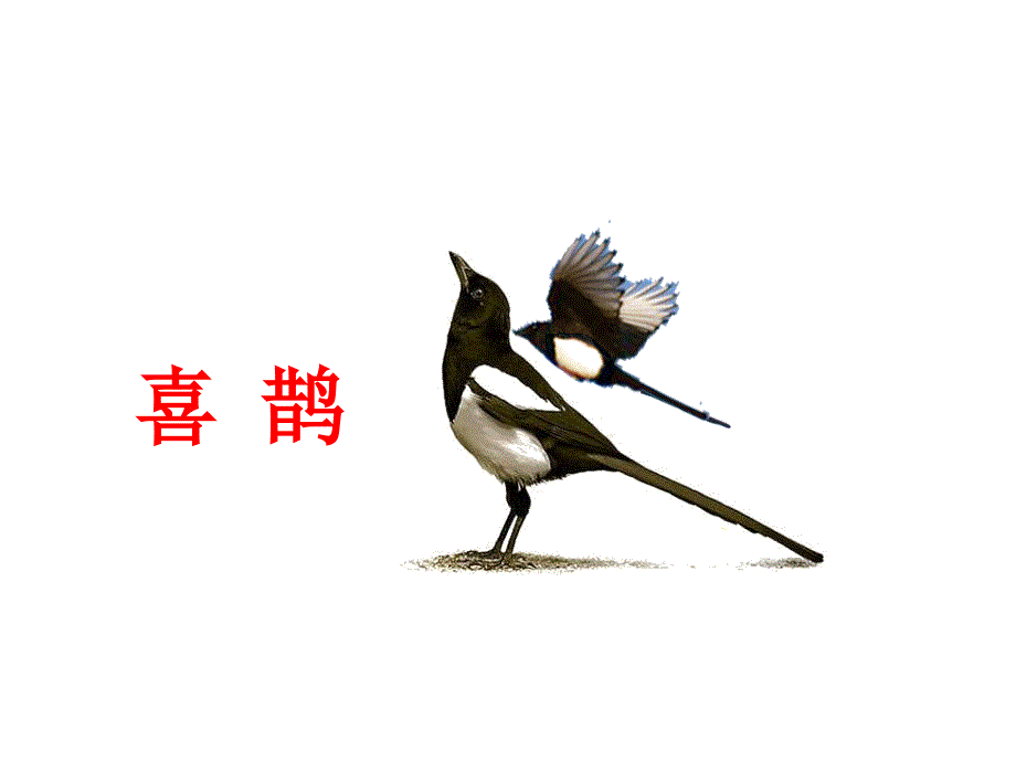 树和喜鹊公开课ppt课件.ppt_第2页
