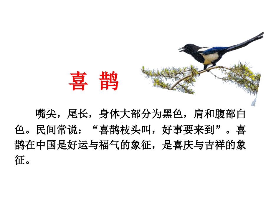 树和喜鹊公开课ppt课件.ppt_第3页