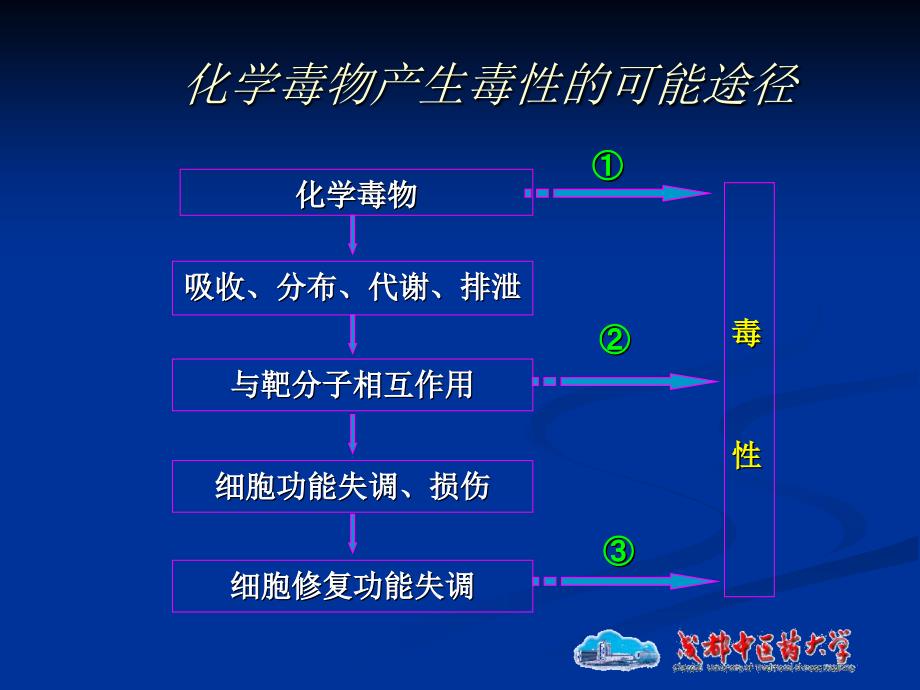 毒作用机制.ppt_第3页