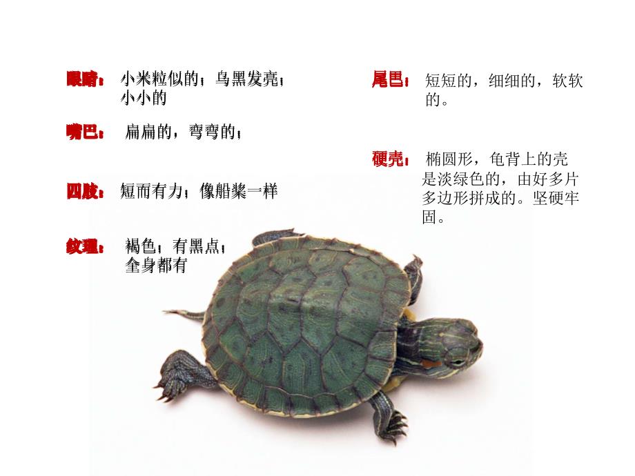我喜欢的小动物作文课件.ppt_第3页