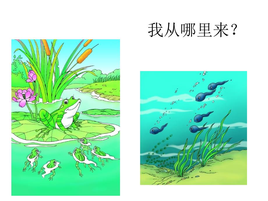 小学六年级青青期教育.ppt_第2页