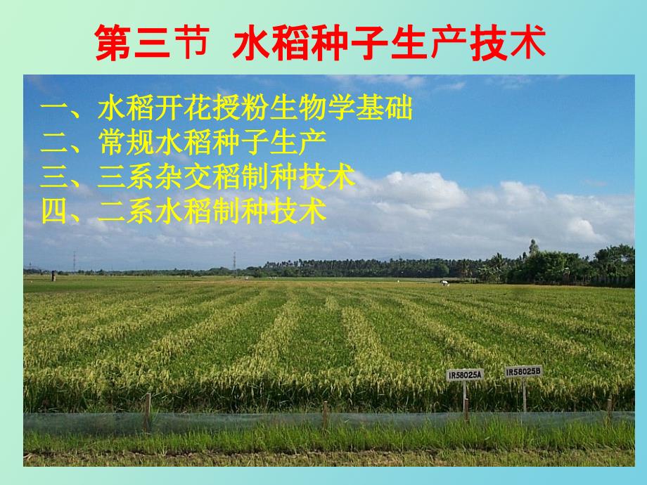 水稻种子生产技术.ppt_第1页