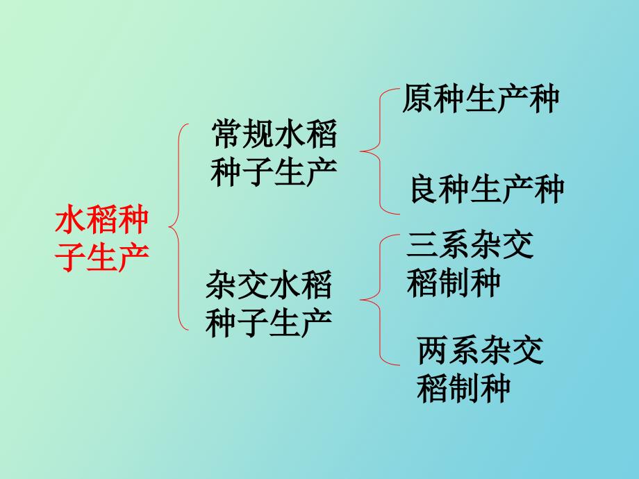 水稻种子生产技术.ppt_第2页