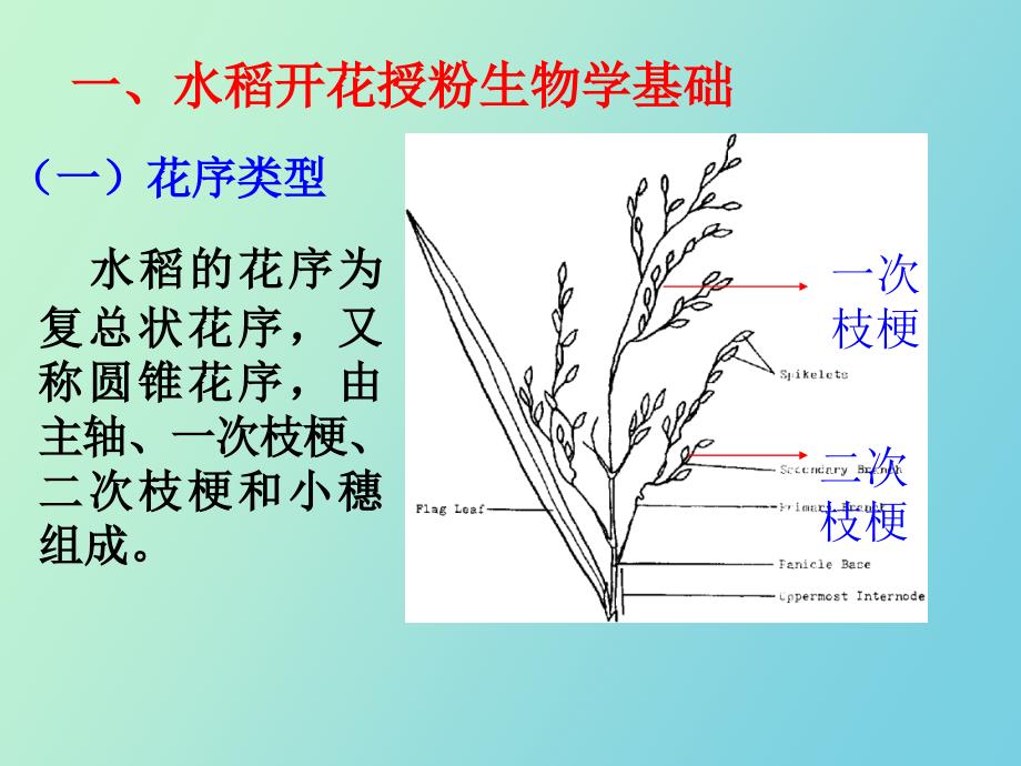 水稻种子生产技术.ppt_第3页