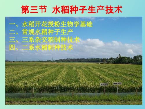 水稻种子生产技术.ppt