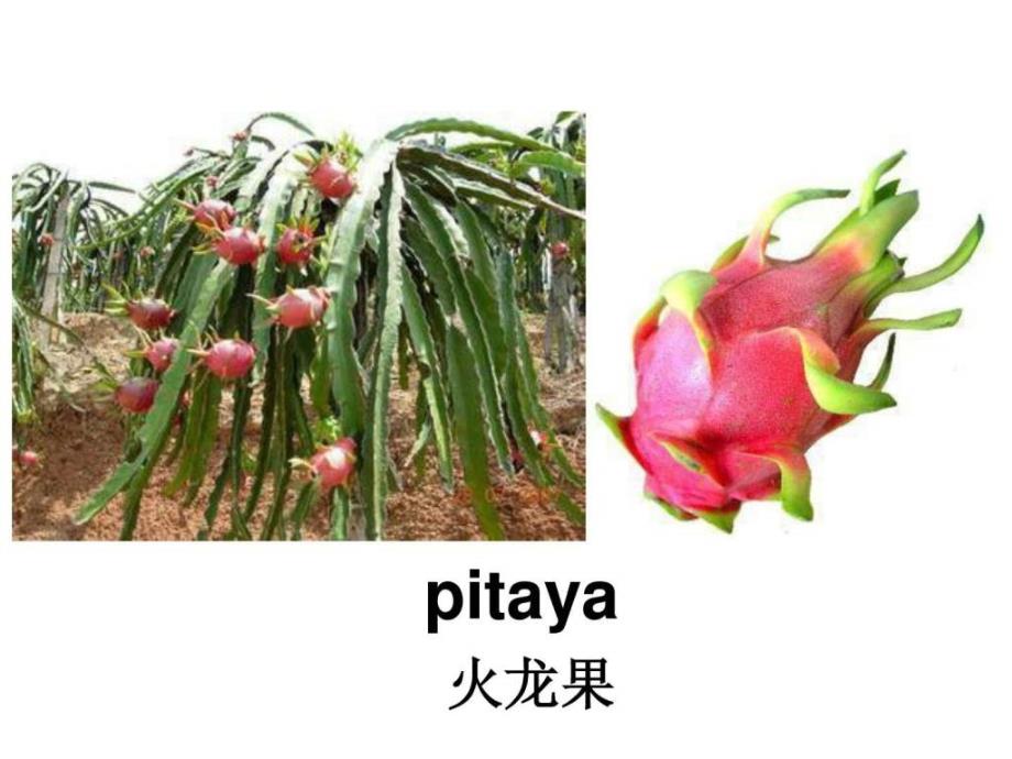 水果英语单词.ppt.ppt_第3页