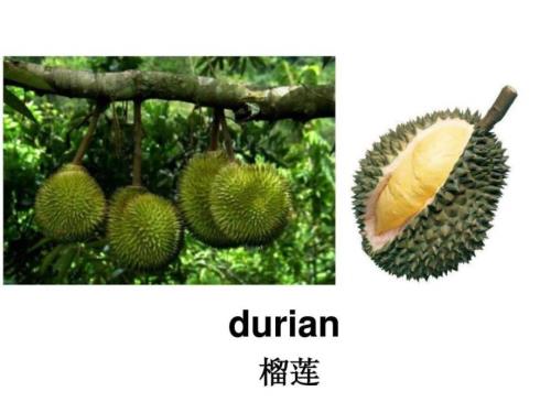 水果英语单词.ppt.ppt