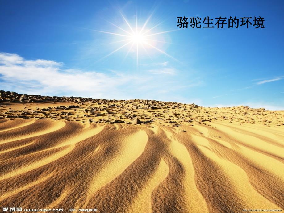 沙漠中的交通工具.ppt_第3页