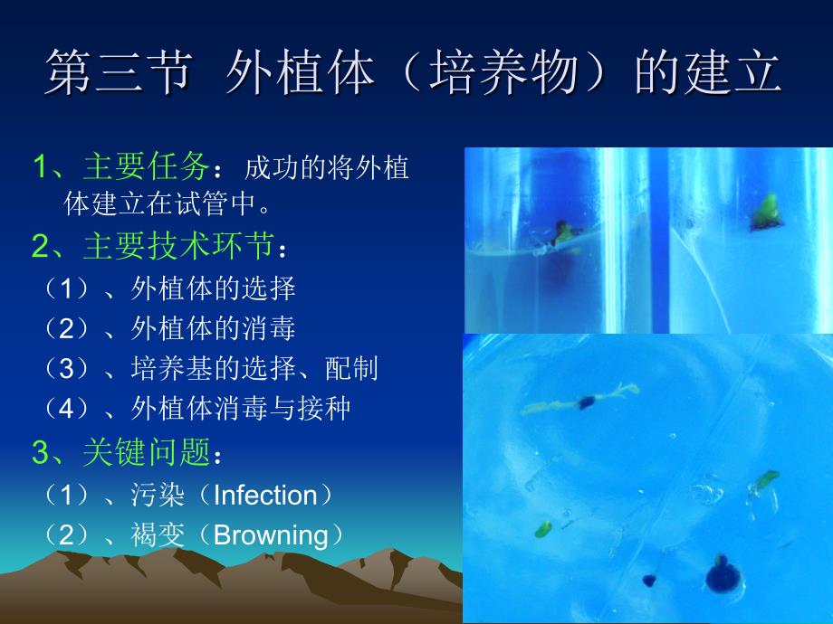 植物组织培养外植体的选择与建立.ppt_第1页