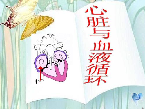 心脏和血液循环课件.ppt