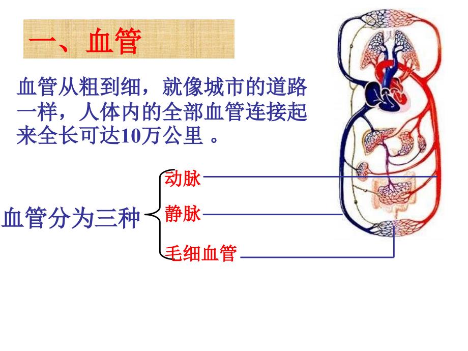 心脏和血液循环课件.ppt_第2页