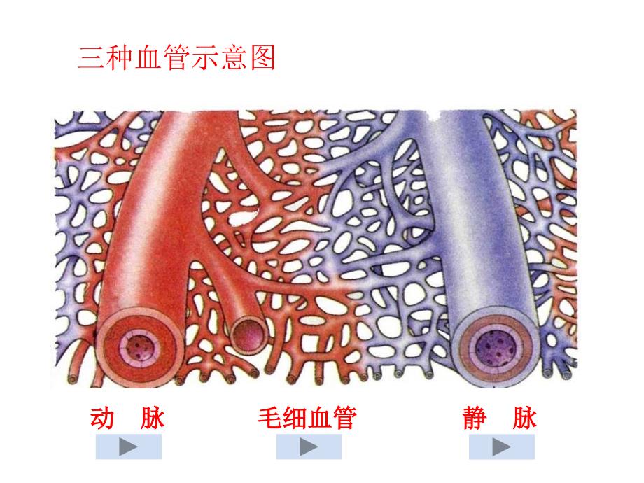心脏和血液循环课件.ppt_第3页