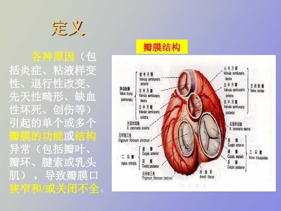 心脏瓣膜病及术后监护.ppt_第2页
