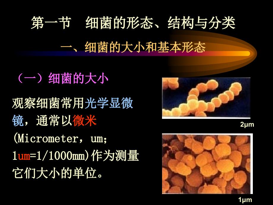 微生物免疫学第10章细菌学概论.ppt_第2页