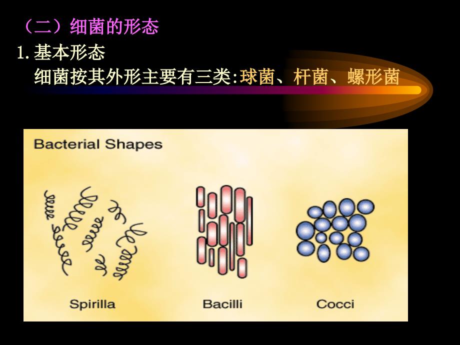 微生物免疫学第10章细菌学概论.ppt_第3页