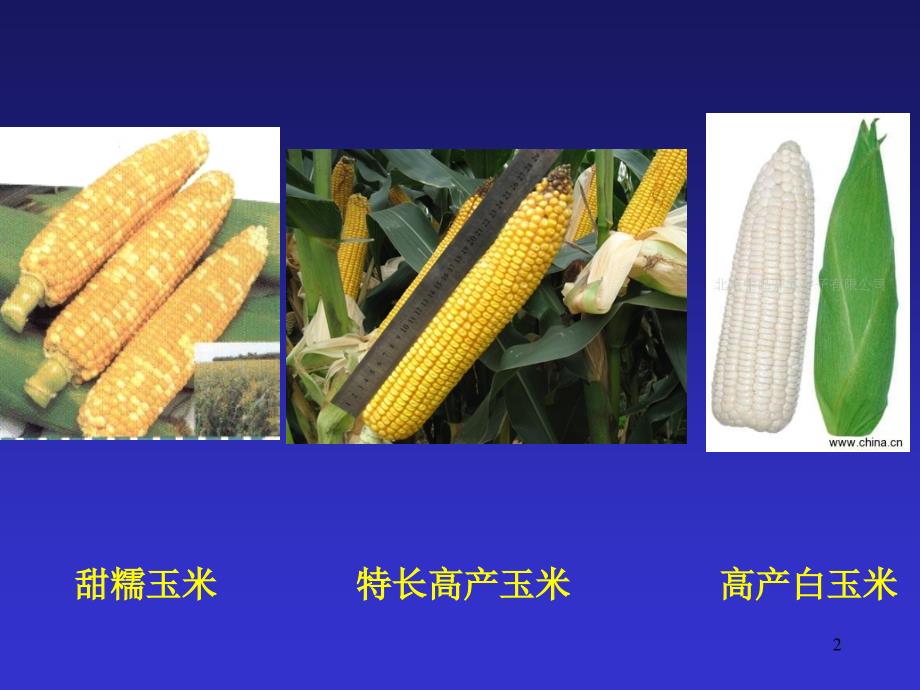 植物新品种保护和审定管理.ppt_第2页