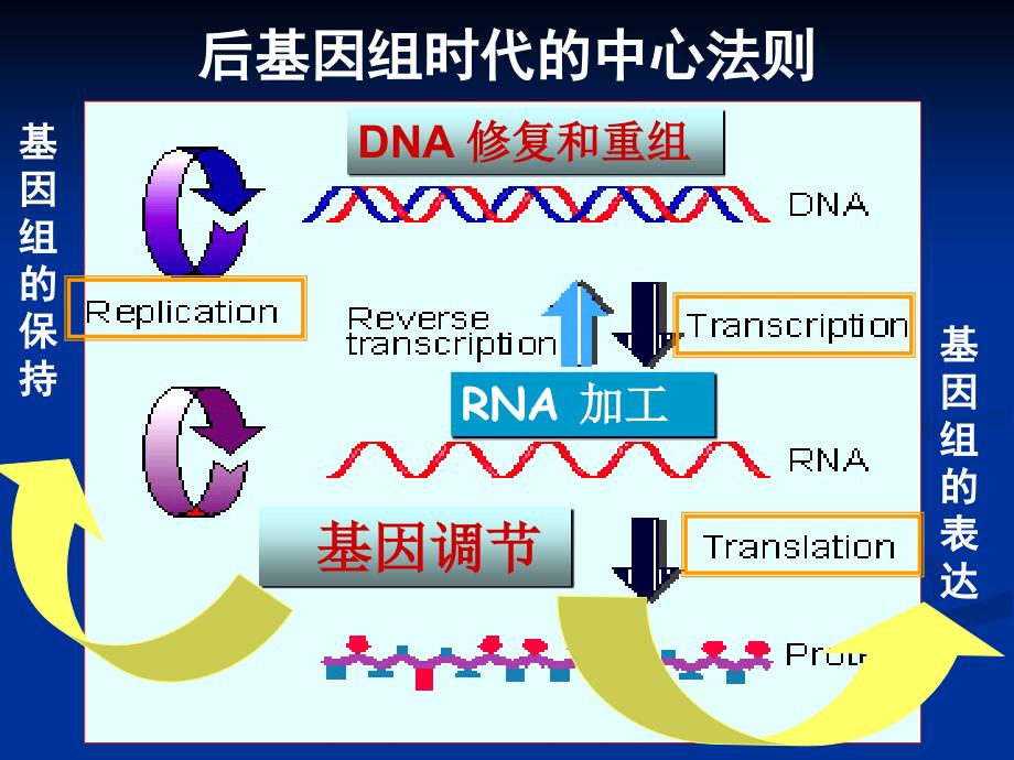 微小RNA及其在医学中的应用.ppt_第3页