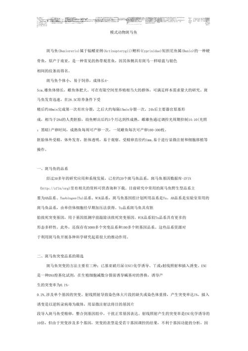 模式动物斑马鱼.doc