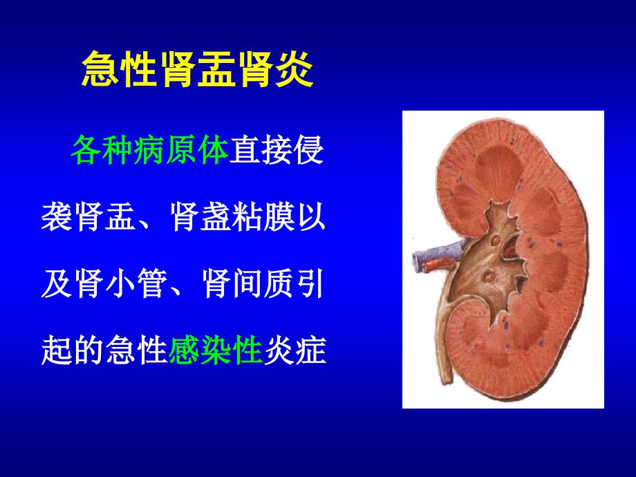 急性肾盂肾炎课件.ppt_第3页
