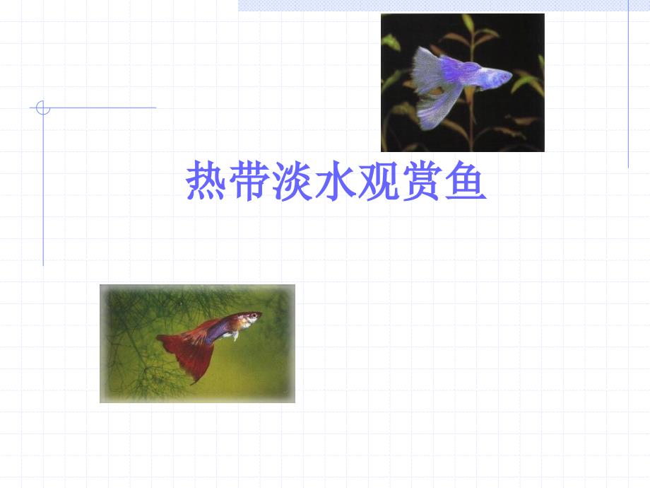 热带淡水观赏鱼PPT课件.ppt_第1页
