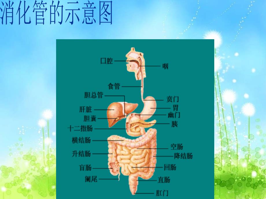 消化系统疾病的饮食指导.ppt_第3页