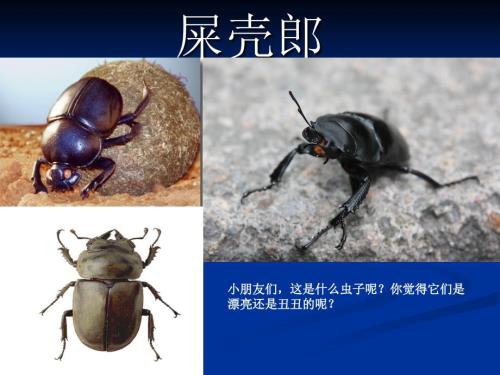 屎壳郎幼儿教学课件.ppt