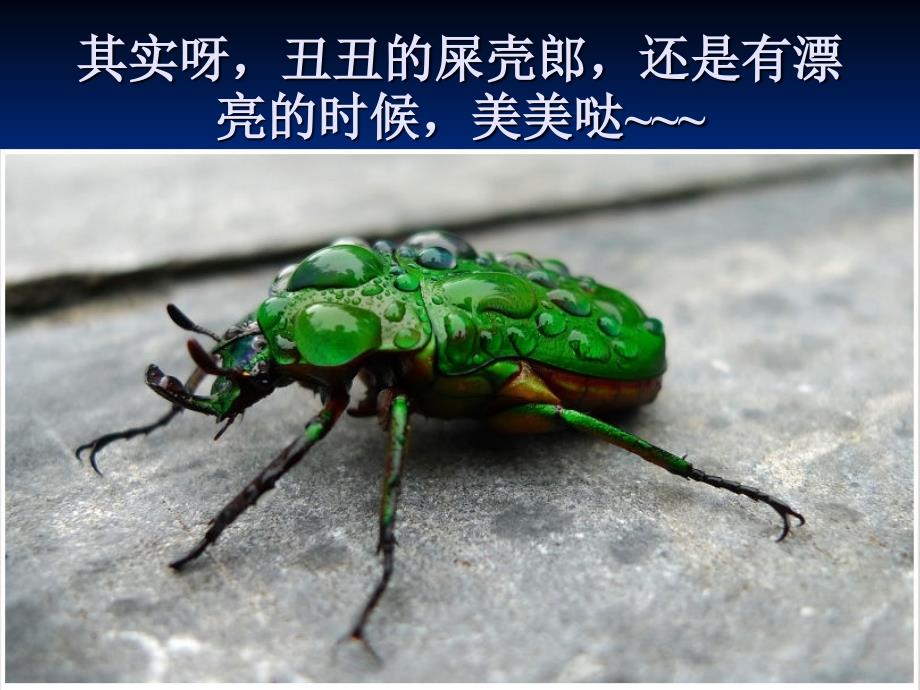 屎壳郎幼儿教学课件.ppt_第2页