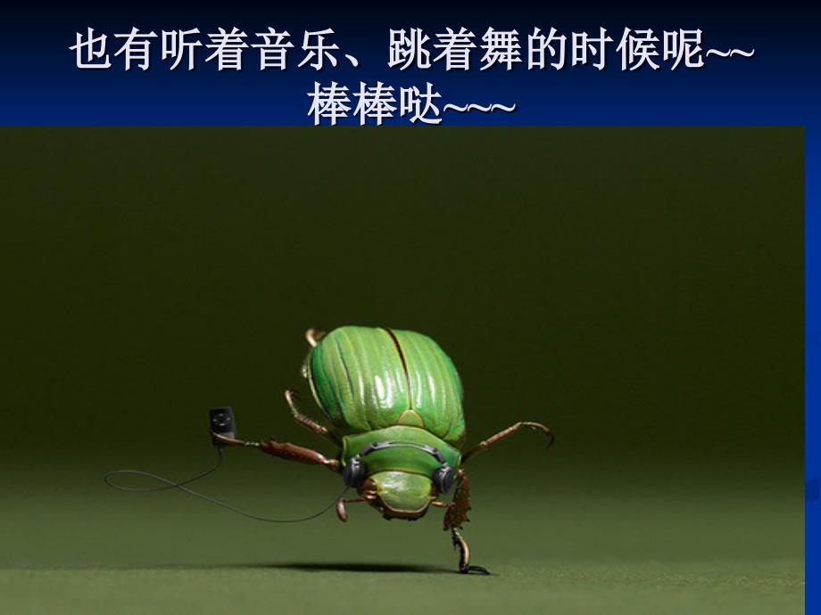 屎壳郎幼儿教学课件.ppt_第3页