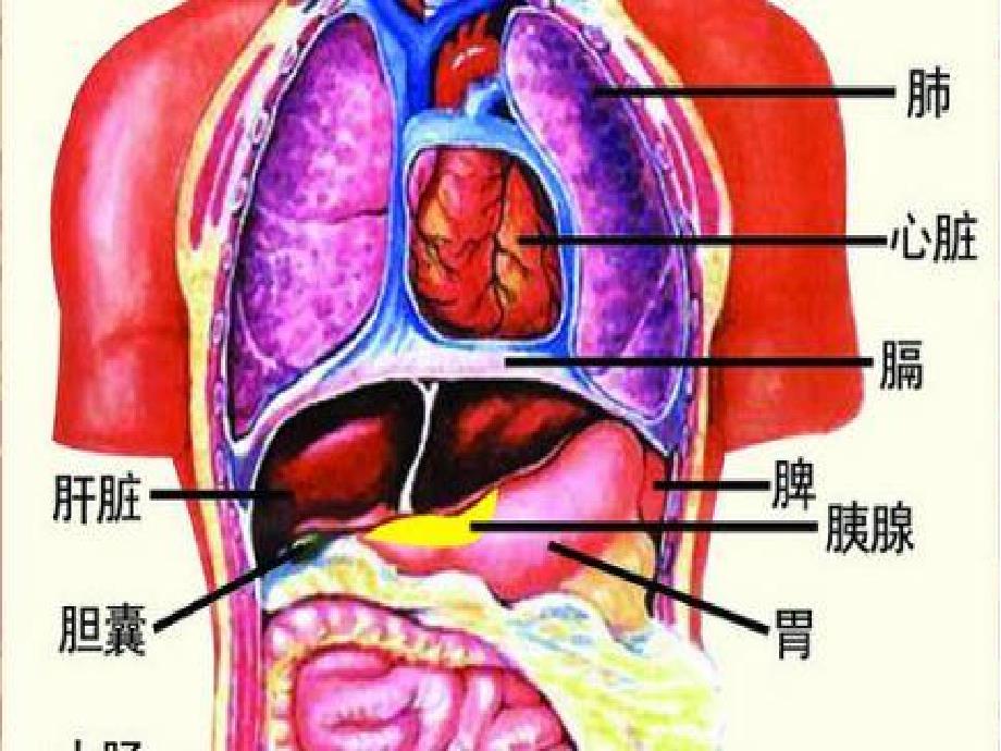 急性胸痛PPT课件.pptx_第3页