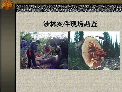 涉林案件勘查检查PPT课件.ppt
