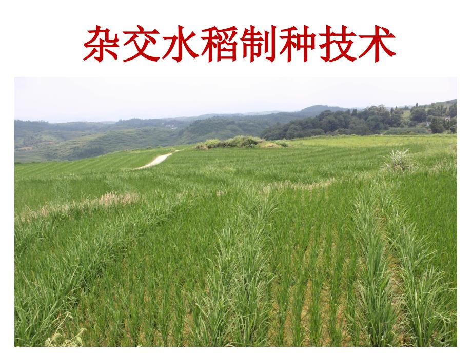 杂交水稻制种技术.ppt_第1页