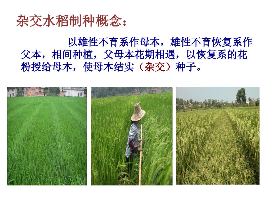 杂交水稻制种技术.ppt_第2页