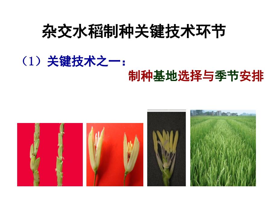 杂交水稻制种技术.ppt_第3页