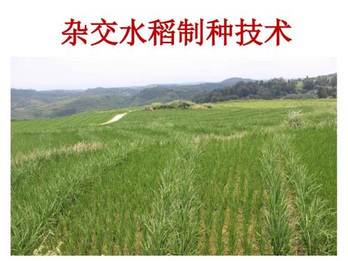 杂交水稻制种技术.ppt