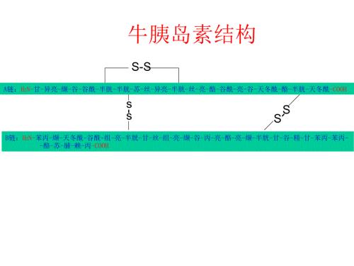 牛胰岛素结构图及相关.ppt
