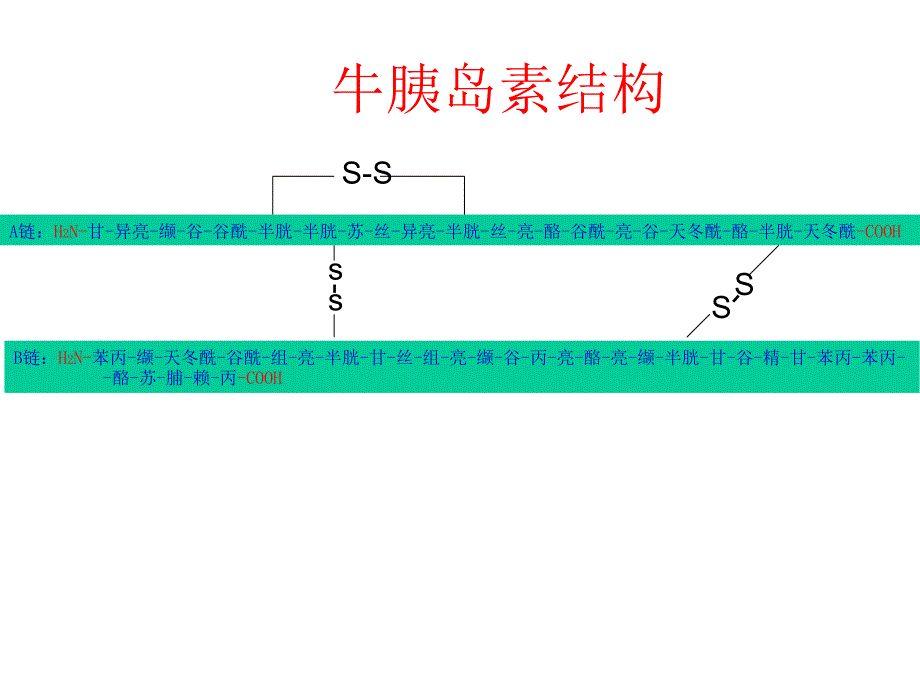 牛胰岛素结构图及相关.ppt_第1页