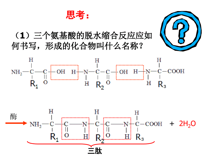牛胰岛素结构图及相关.ppt_第2页