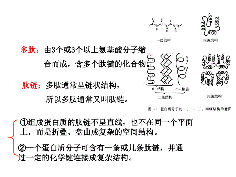 牛胰岛素结构图及相关.ppt_第3页