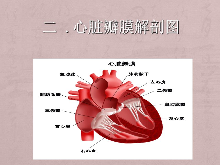 心脏瓣膜病的围术期护理.ppt_第3页
