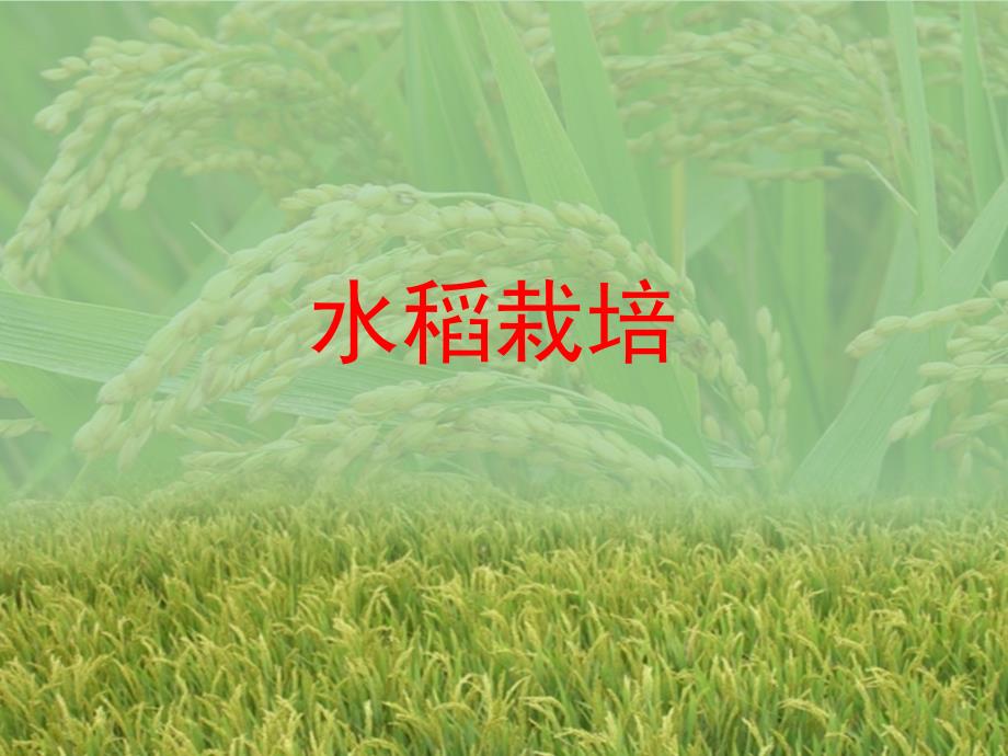 水稻栽培技术PPT优秀课件.ppt_第1页