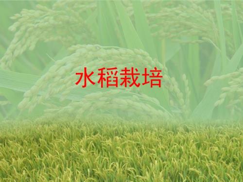 水稻栽培技术PPT优秀课件.ppt