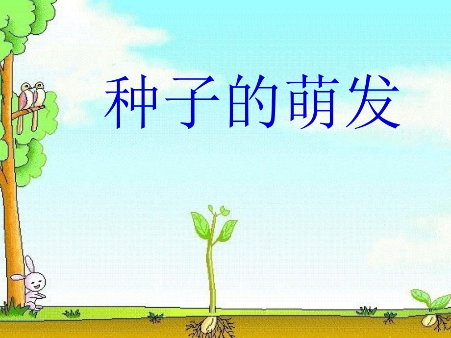 植物的生长过程PPT课件.ppt_第1页