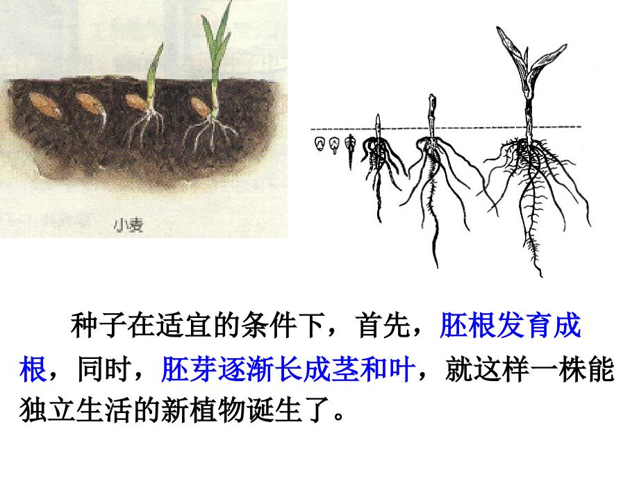 植物的生长过程PPT课件.ppt_第2页