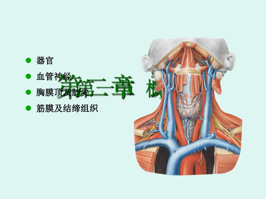 局解颈部解剖PPT课件.pptx_第3页