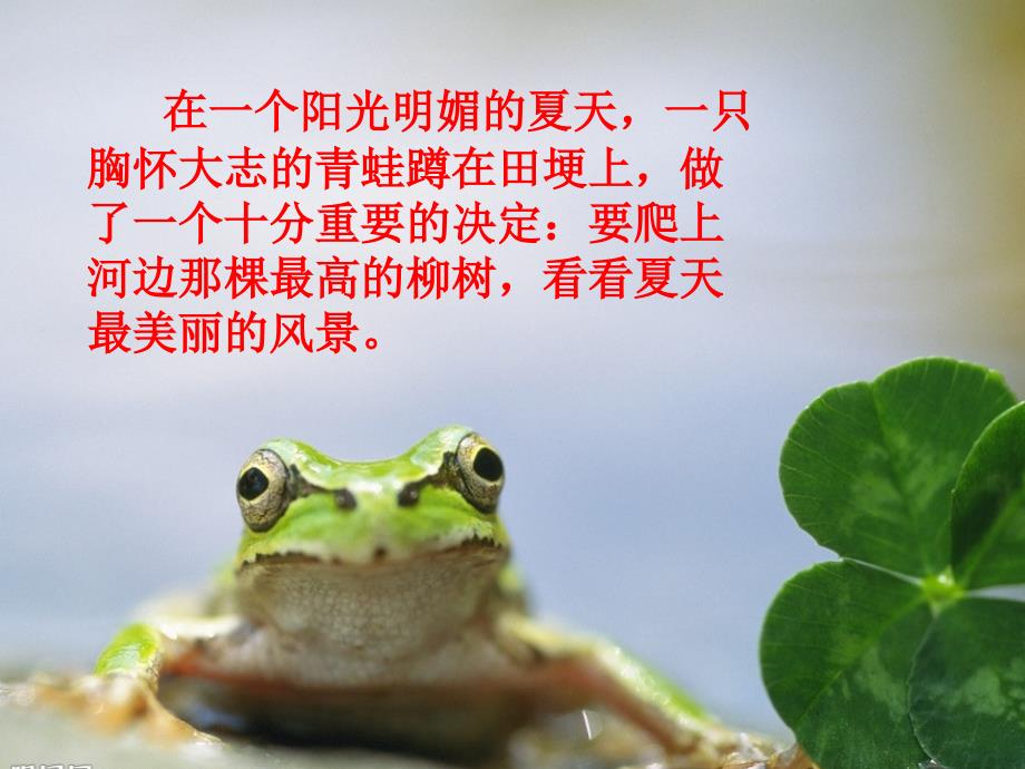 树蛙的故事PPT课件.ppt_第2页