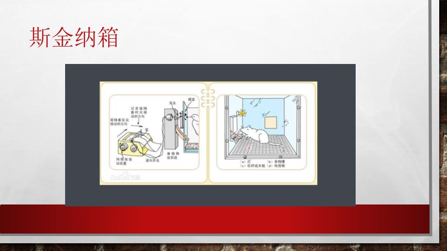 斯金纳的强化理论.ppt_第3页