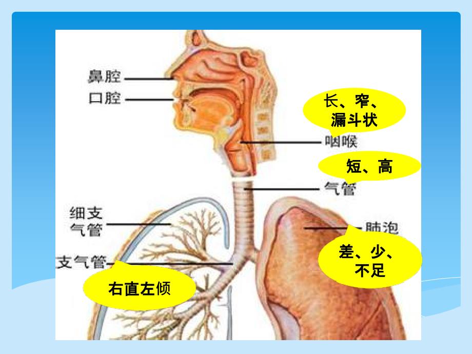 气管异物取出围术期呼吸管理许睿.ppt_第3页